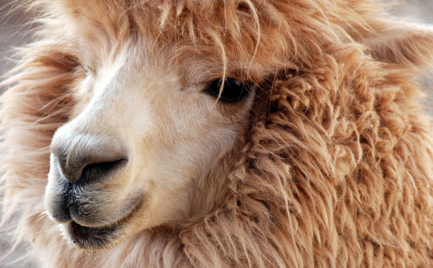 How to Care for your Alpaca / Wool Pressing Mat