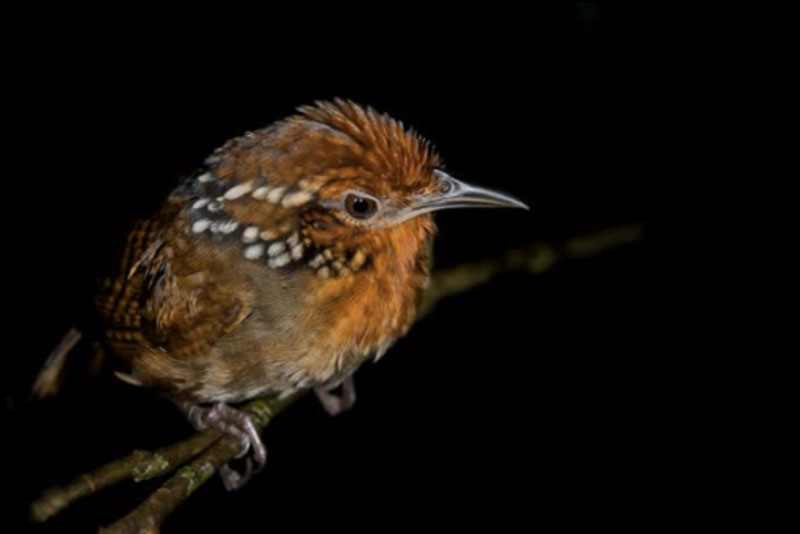 Singing birds of the Amazon