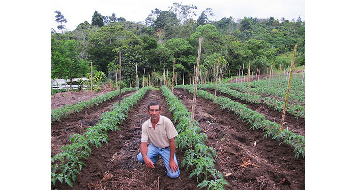 Manuel, age 53, is a small-plot tomato farmer in an isolated region of Costa Rica. His $1,025 Kiva loan of was used to increase his harvest and support his family. (photo credit: Kiva, via Forbes.com)