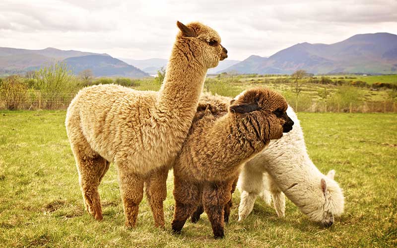 Alpaca threesome