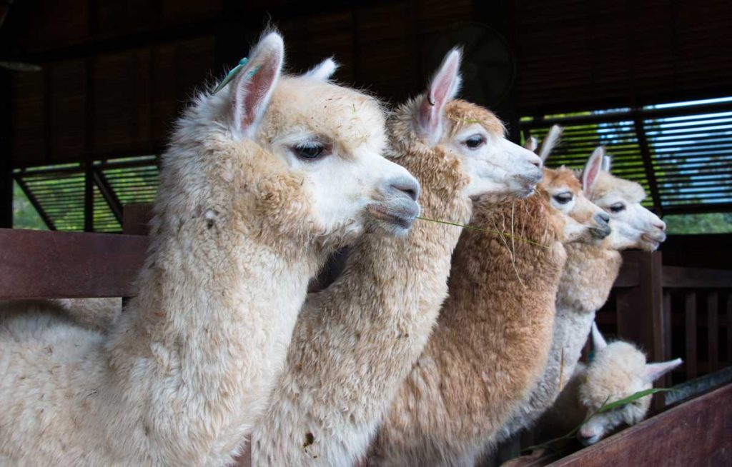 alpaca abuse