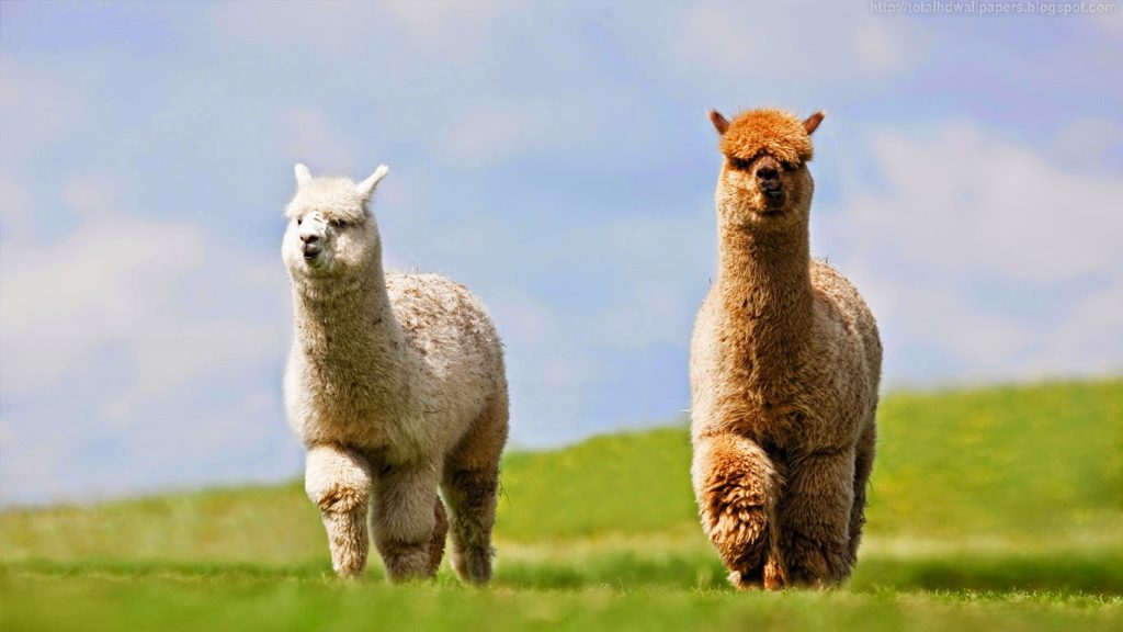 Cute alpaca pair walking together wallpaper